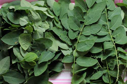 Thấy rau ngót có màu này, 99% đã bị phun thuốc kích thích chị em nội trợ hãy tránh xa