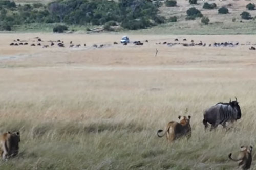 CLIP: Linh dương đầu bò đối đầu đàn sư tử và cái kết