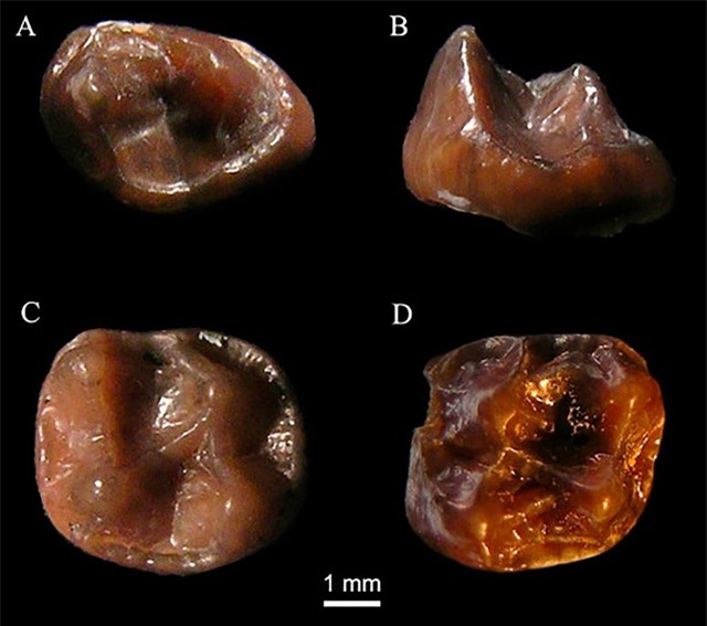 Răng của loài vượn Simiolus minutus được các nhà nhân chủng học tìm thấy.