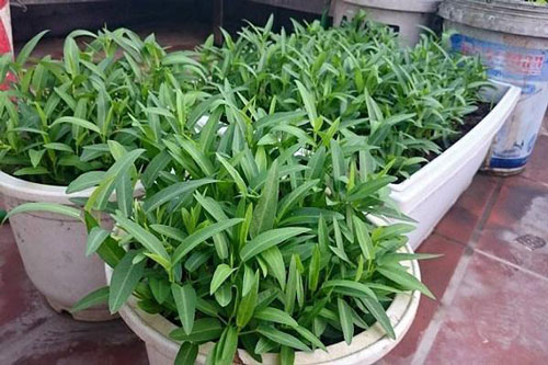 CLIP: Hướng dẫn tận dụng chai nhựa trồng rau muống đơn giản tại nhà