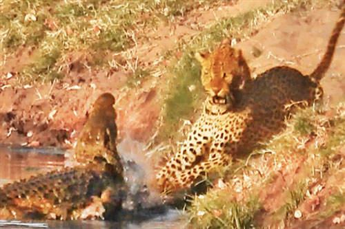 Thấy miếng mồi ngon, báo hoa mai nhanh chóng lao tới nhưng ai ngờ đụng phải đối thủ hung dữ