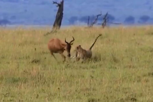 Linh dương sừng lớn đánh đuổi báo săn giúp đồng loại thoát chết thần kỳ