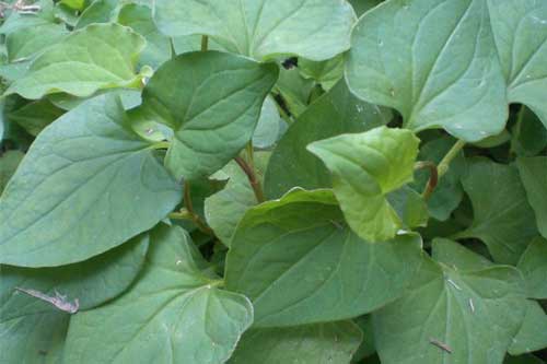 Dùng loại lá đâu cũng có này chữa bệnh trĩ hiệu quả hơn thuốc tây, ai cũng nên biết