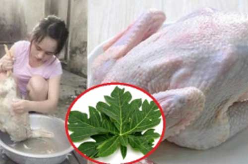 Mua thịt vịt cần thêm nắm lá này: Làm 10 phút là hết sạch lông măng