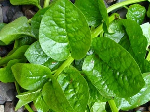 Ăn mồng tơi cực nguy hiểm nếu không biết điều này, sai lầm có thể nguy hiểm tới tính mạng