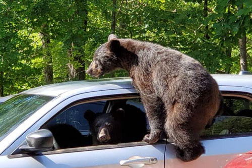 Bầy gấu tinh ranh, lẻn vào ô tô lấy cắp thức ăn