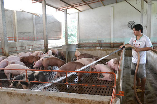 Giá lợn hơi giảm mạnh
