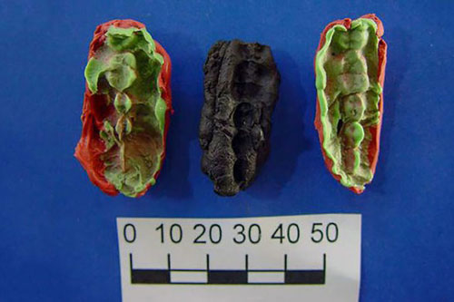 Phát hiện “kẹo cao su cổ đại” 8.000 năm tuổi