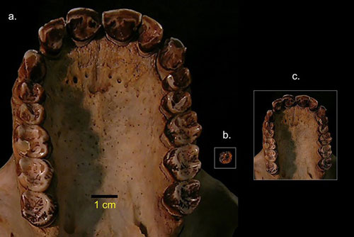 Phát hiện hoá thạch loài vượn nhỏ nhất thế giới sống cách đây 12,5 triệu năm