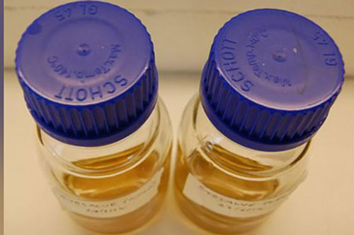 Phương thuốc cổ 1.000 năm có thể trở thành kháng sinh tiềm năng