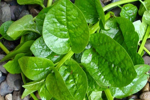 Rau mồng tơi. Rau mồng tơi.