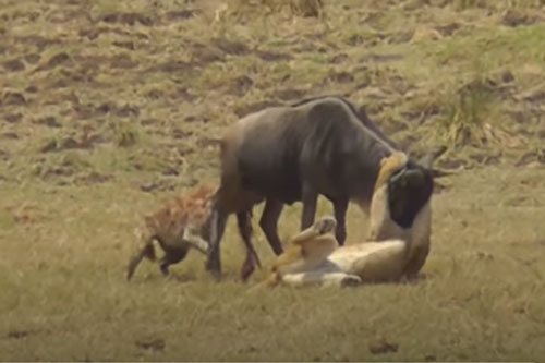 CLIP: Linh dương đầu bò nhận cái kết đắng khi bị cả sư tử và linh cẩu tấn công