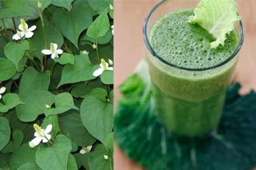 Uống nước rau diếp rẻ bèo nhưng công dụng khiến ai cũng bất ngờ