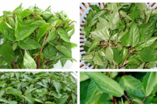 Loại rau mọc đầy trong vườn lại có tác dụng thần kỳ giúp giải độc, trị táo bón