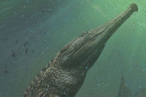 Machimosaurus rex: Loài cá sấu nước mặn to lớn nhất từng được con người phát hiện