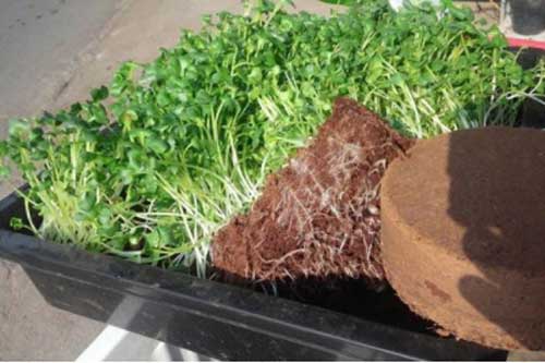 Kỹ thuật trồng rau mầm lên mập mạp cực dễ, vài ngày là ăn được ngay