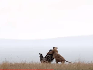 CLIP: Ngựa vằn bỏ mạng dưới hàm răng sắc nhọn của sư tử