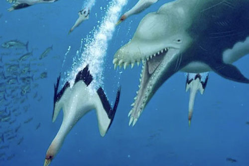 Loài cá heo ăn thịt siêu lớn này từng là nỗi kinh hoàng một thời của các đại dương trên Trái Đất