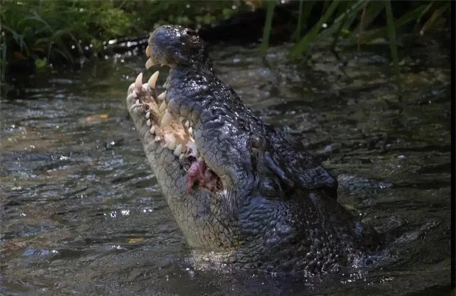 Cá sấu khổng lồ tàn bạo hất tung lợn lên cao, xé toạc làm đôi rồi chén sạch - Ảnh 6.