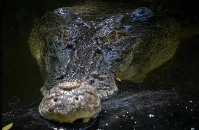 Cá sấu khổng lồ tàn bạo hất tung lợn lên cao, xé toạc làm đôi rồi chén sạch - Ảnh 7.