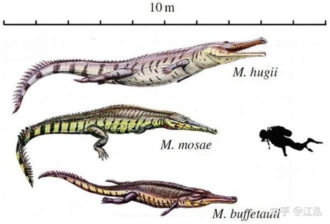 Machimosaurus rex: Loài cá sấu nước mặn to lớn nhất từng được con người phát hiện - Ảnh 12.