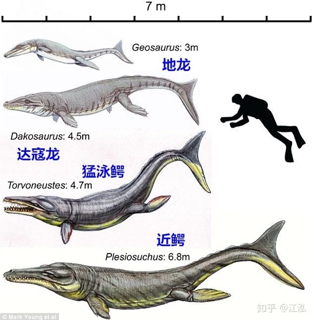 Machimosaurus rex: Loài cá sấu nước mặn to lớn nhất từng được con người phát hiện - Ảnh 4.