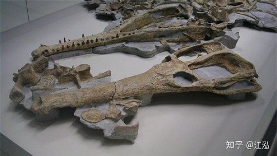 Machimosaurus rex: Loài cá sấu nước mặn to lớn nhất từng được con người  phát hiện - Tạp chí Doanh nghiệp Việt Nam