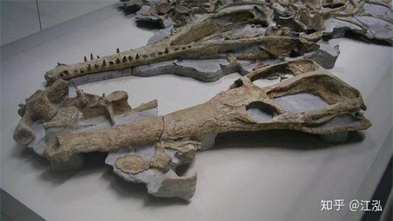 Machimosaurus rex: Loài cá sấu nước mặn to lớn nhất từng được con người phát hiện - Ảnh 5.