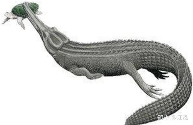 Machimosaurus rex: Loài cá sấu nước mặn to lớn nhất từng được con người phát hiện - Ảnh 7.