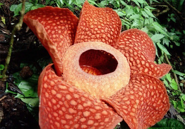 Top 10 loài hoa nặng mùi nhất thế giới - Ảnh 9.