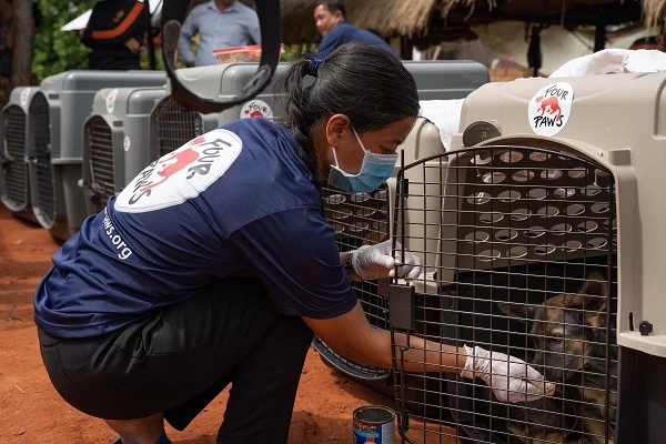 Tổ chức phúc lợi động vật toàn cầu FOUR PAWS đã đóng cửa một lò mổ chó tại tỉnh Kampong Thom – Campuchia vào đầu tháng 8 vừa qua, giải cứu 15 con chó còn lại tại lò.