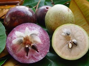 Tác dụng bất ngờ từ quả vú sữa khiến ai cũng mê mẩn