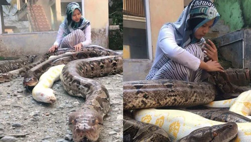 Chalwa Ismah Kamal, 14 tuổi nuôi 6 trăn khổng lồ làm thú cưng