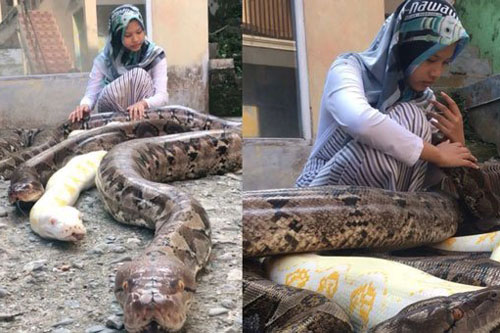 Nuôi trăn khổng lồ làm thú cưng, bé gái gây 'bão mạng'