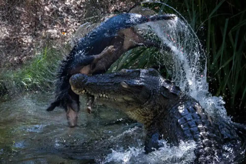 Cá sấu khổng lồ, tàn bạo hất tung lợn lên cao, xé toạc làm đôi rồi chén sạch