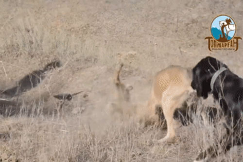 Bầy chó săn vô tình phát hiện chó sói trên đồng cỏ liền bao vây cắn xé đối thủ