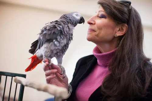 Một chú vẹt đả bại 21 sinh viên Harvard trong một trò chơi về trí nhớ