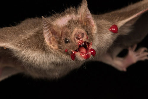 &quot;Ma c&#xE0; r&#x1ED3;ng&quot; c&#x1EE7;a th&#x1EBF; gi&#x1EDB;i t&#x1EF1; nhi&#xEA;n c&#x169;ng bi&#x1EBF;t c&#xE1;ch ly &#x111;&#x1EC3; b&#x1EA3;o v&#x1EC7; &#x111;&#x1ED3;ng lo&#x1EA1;i