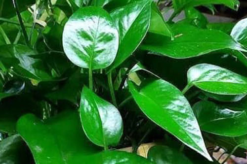 3 loại hoa thích 'uống' bia, nửa tháng một ly, lá có độ mỡ và sáng bóng