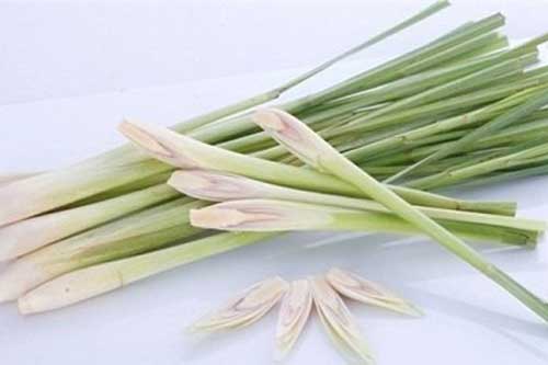 Đây là lý do ai cũng nên trồng cây sả trong nhà