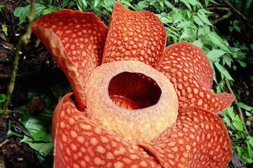 Top 10 loài hoa 'nặng mùi' nhất thế giới