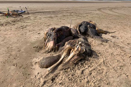 Bí ẩn sinh vật dài 4,5 mét nằm trên bờ biển Anh