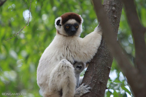 Top 10 động vật có nguy cơ biến mất mãi mãi 