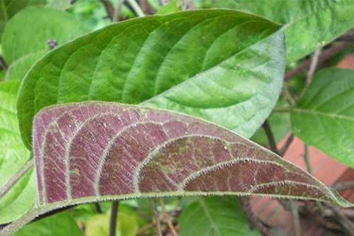 Lá mơ lông là vị thuốc quý vườn nhà: Trị đau dạ dày, nhức xương khớp và nhiều bệnh khác