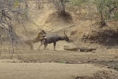 CLIP: Sư tử cướp linh dương "trong miệng" cá sấu