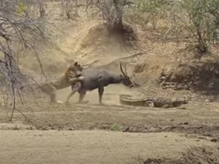 CLIP: Sư tử cướp linh dương "trong miệng" cá sấu