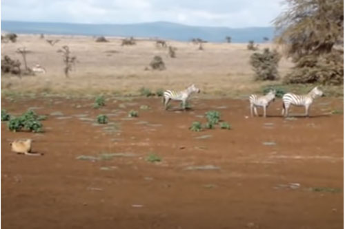 CLIP: Rình rập "cả buổi", sư tử vẫn để ngựa vằn trốn thoát