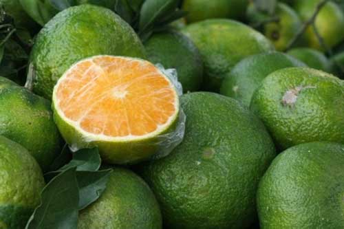 Người bán cam không bao giờ tiết lộ cho bạn biết: Bí quyết chọn cam chính hãng không hóa chất