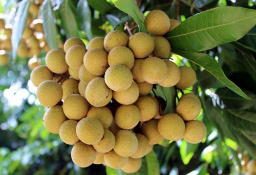 Qu&#x1EA3; nh&#xE3;n Vi&#x1EC7;t t&#xEC;m c&#xE1;ch xu&#x1EA5;t ngo&#x1EA1;i th&#x1EDD;i COVID-19