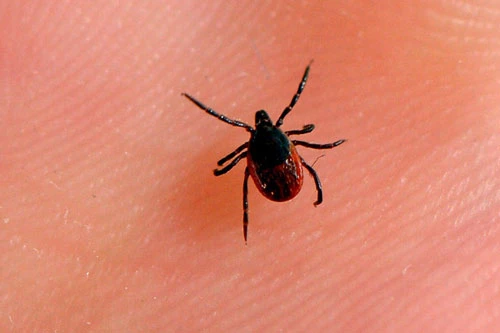 Ảnh: Số lượng các loại bệnh do ve, muỗi và bọ chét gây ra đã tăng gấp ba lần trong vòng 15 năm qua . Nguồn: The New York Times